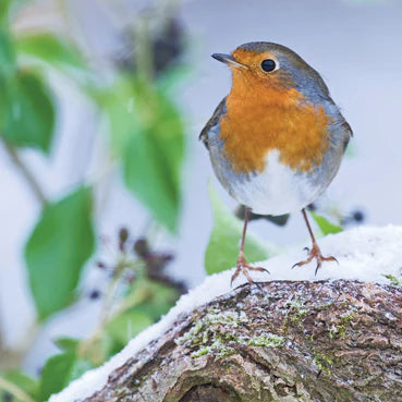 Robin in the Snow Card