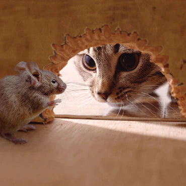 Cat and Mouse