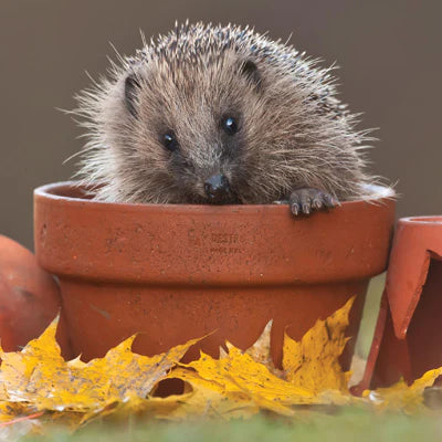 Hedgehog in Plant Pot Card