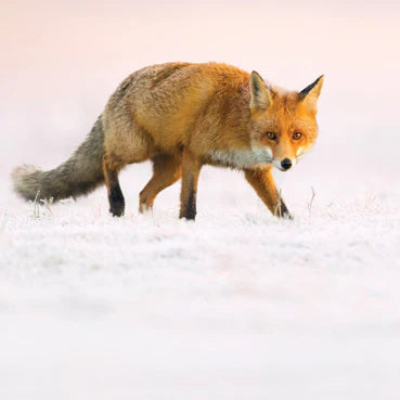 Fox in the Snow Card