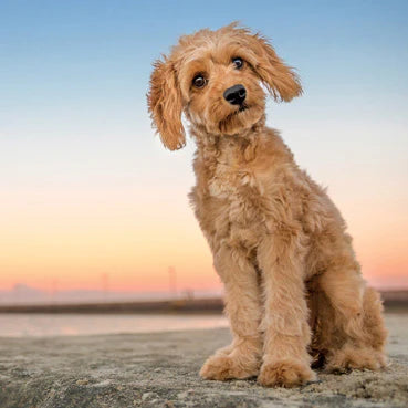 Dutchie the Cavoodle Card