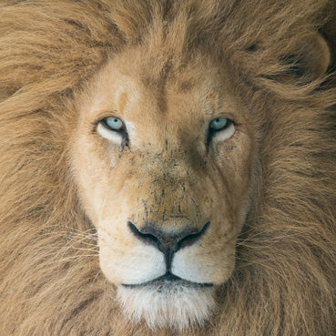 Lion Card